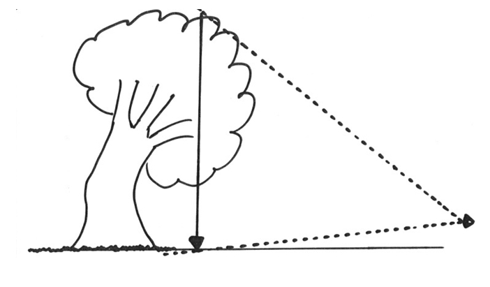 Measure tree