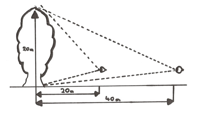 Measuring Tree