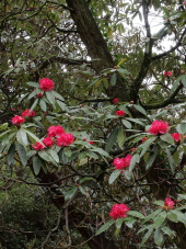 Rhododendron arboreum subsp. delavayi 