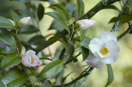 History of the x williamsii Camellia | Caerhays Estate