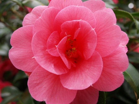 Camellia 'Donation' dark form Camellia 'Donation' dark form