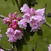 Rhodo. fargesii