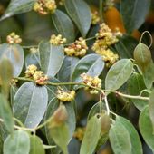 Lindera communis