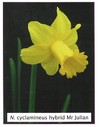 Daffodil - Mr Julian