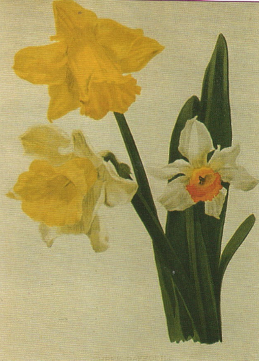 Daffodil Monarch