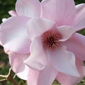 Magnolia sargentiana var. robusta