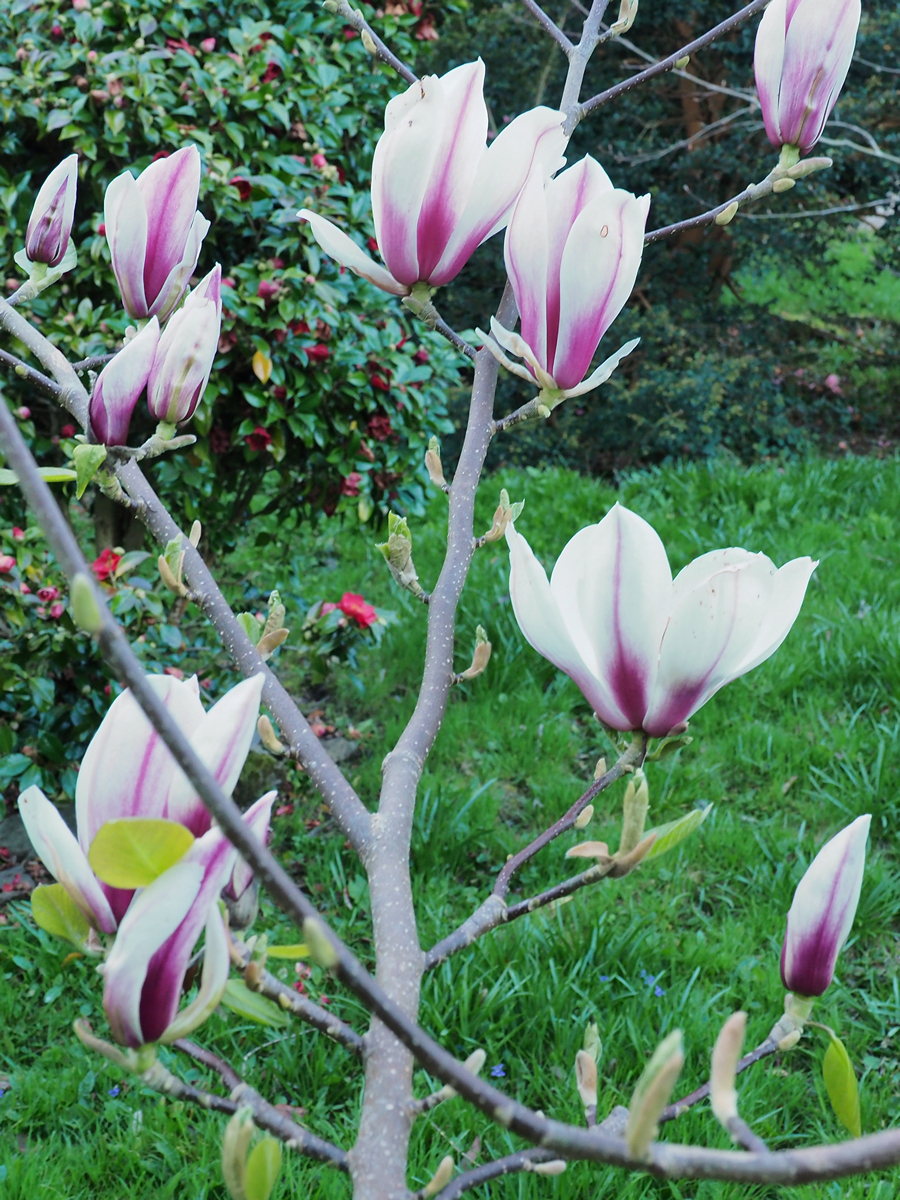 Magnolia denudata var. purpurescens