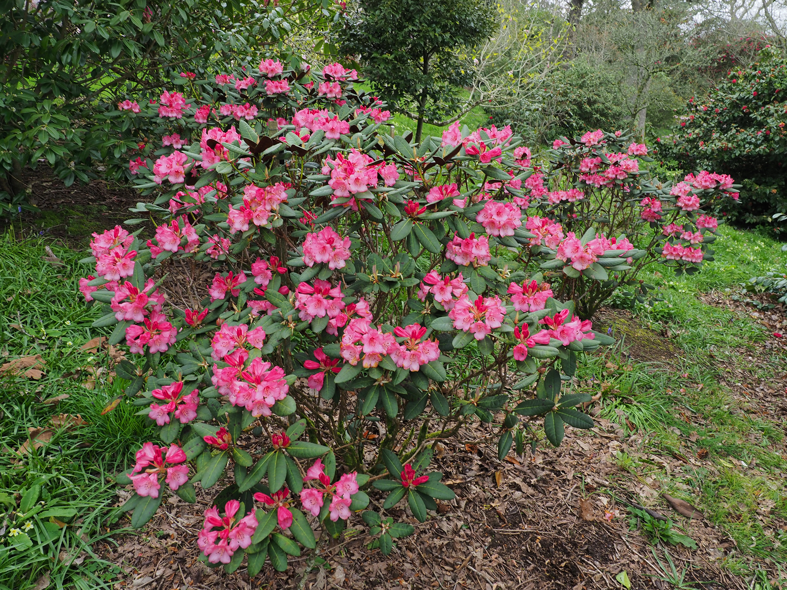 22nd April The Garden Diary