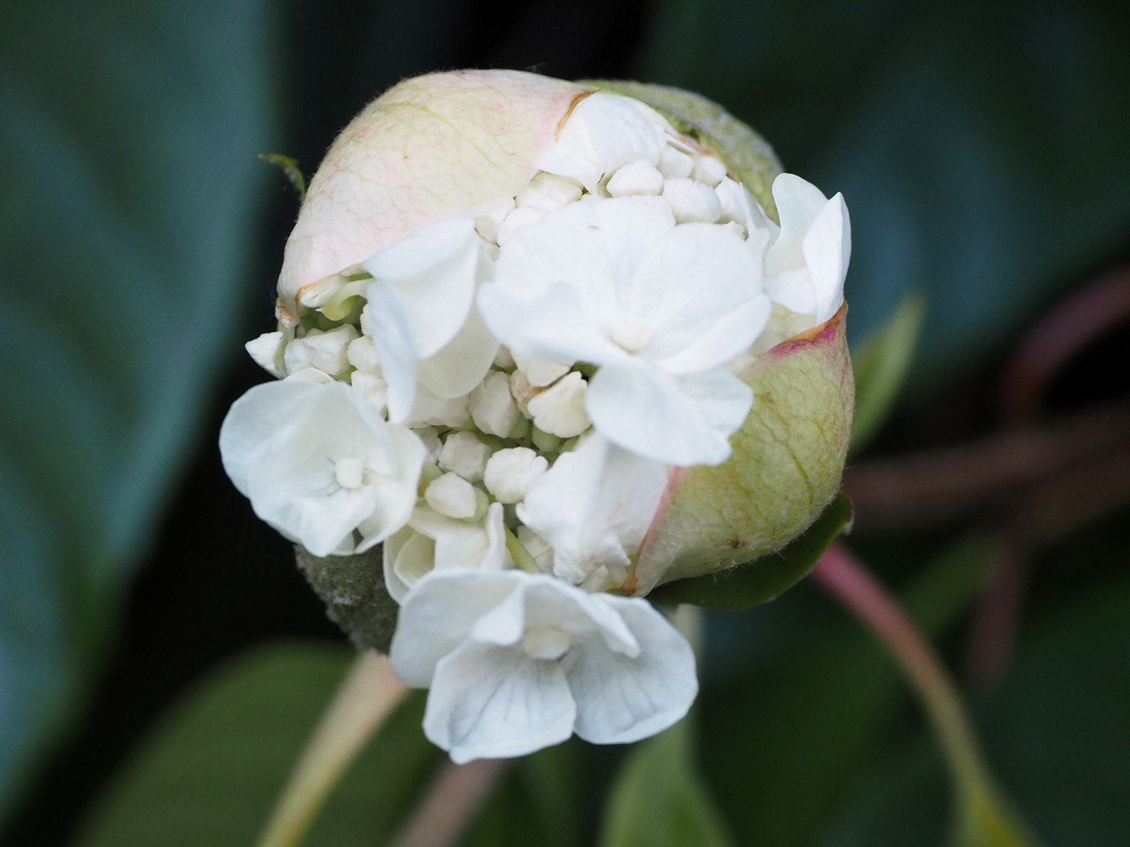 Image of Hydrangea seemanii flower close-up