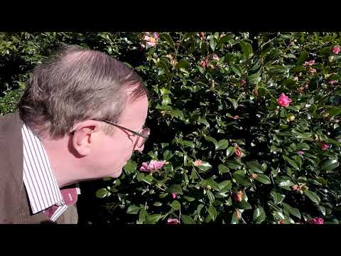 Autumn flowering camellias - Caerhays Estate