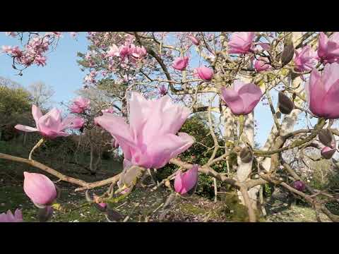 Spring Flowering Magnolia - Caerhays Castle
