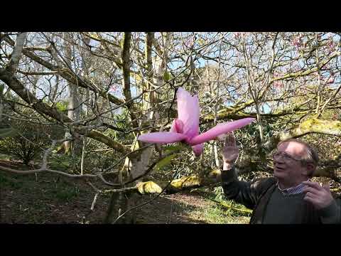 Three Magnolias at Caerhays in March