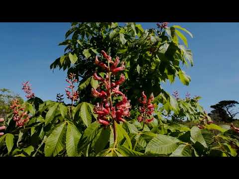 Aesculus / Horse Chestnuts in flower - Caerhays