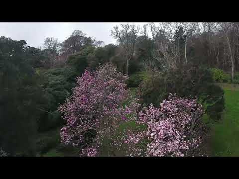 Aerial view of Caerhays Gardens in spring