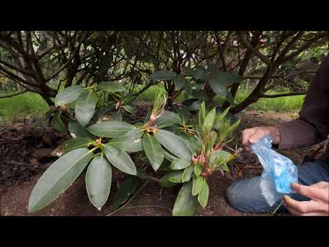 Rhododendron layering - Burncoose Nurseries