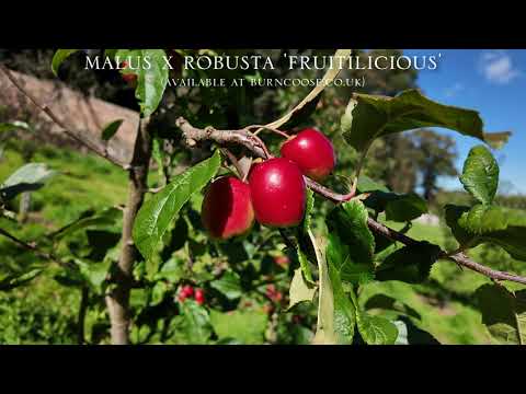 Fruiting Malus in the Caerhays Collection