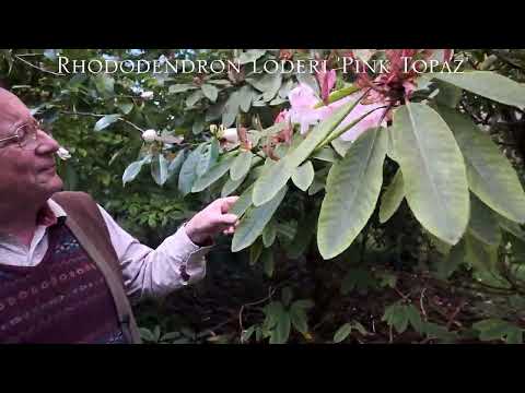 Rhododendron loderi at Caerhays