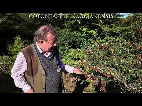 More Cotoneaster species