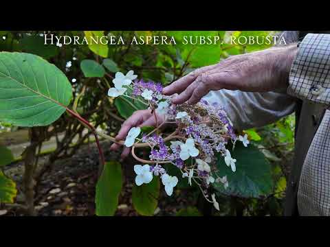 Hydrangea aspera subsp robusta