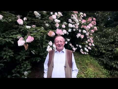 7 varieties of Hydrangea paniculata in flower