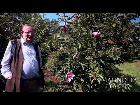 Secondary flowering in magnolias in early autumn