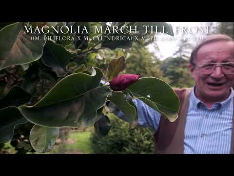 Secondary Flowering in Magnolias Part 1