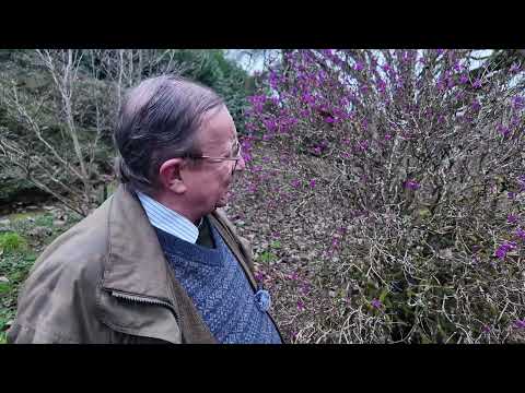 Rhododendron mucronulatum