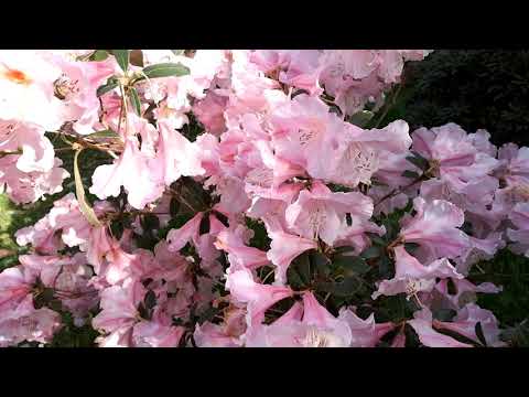 Scented rhododendrons at Caerhays Garden