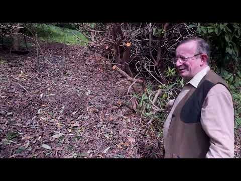 Pruning thuggish Rhododendron &#039;Cornish Red&#039; just after flowering