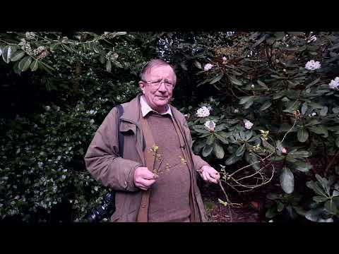 Linderas in flower at Caerhays