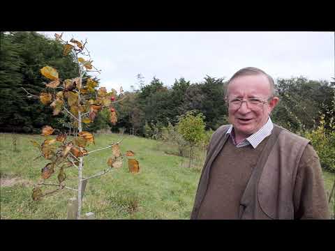 Crataegus species on the Caerhays Estate