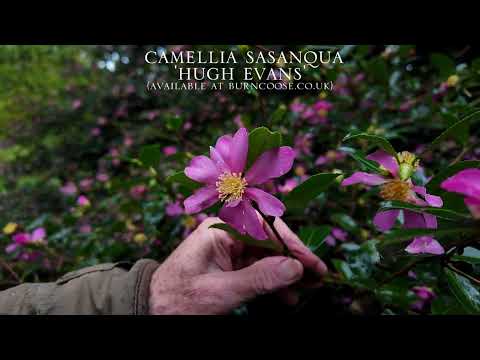 Range and variety of splendid sasanqua Camellia