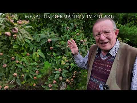 Mespilus germanica Medlar and Crataemespilus grandiflora