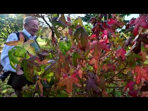 Autumn colour on Liquidambar species and varieties