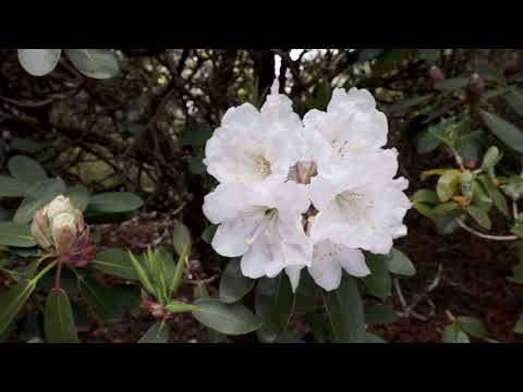 Late flowering rhododendrons - Caerhays Estate
