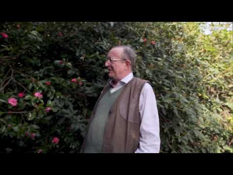 More on Camellia sasanqua from Caerhays - Part 2