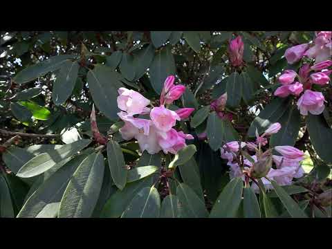 Rhododendron paradise and more! - Caerhays Castle