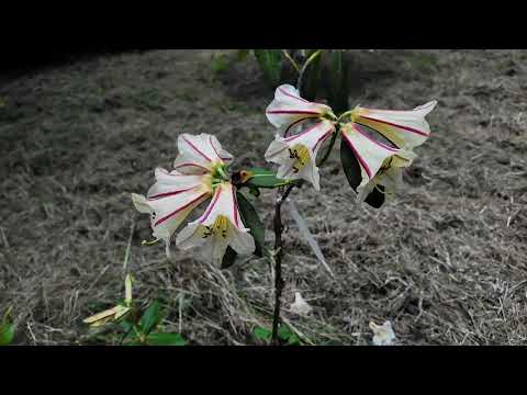 Rhododendron rhabdotum