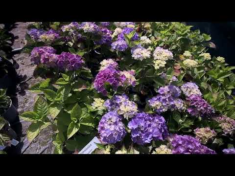 Hydrangea bed - in June at Burncoose