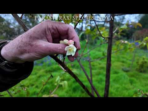 First flower on Parastyrax species nova | Caerhays Estate
