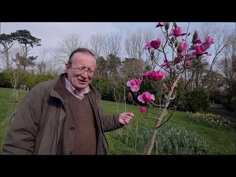 Three Magnolias out beginning March 2020 - Caerhays