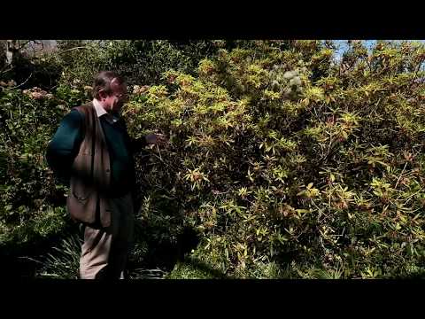 Rhododendron genestrianum at Burncoose Nurseries