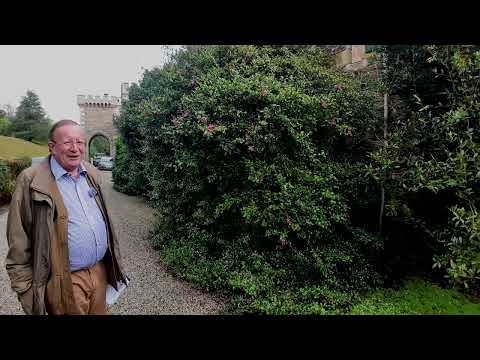 ICS Awards - Camellia sasanqua at Caerhays