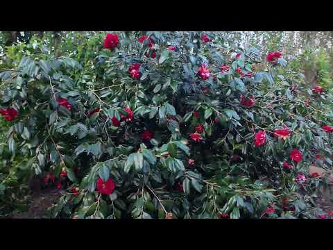 Camellias on the drive in late January
