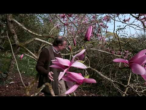 Magnolia &#039;Caerhays Surprise&#039; - Caerhays