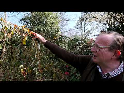 Stachyurus - Caerhays