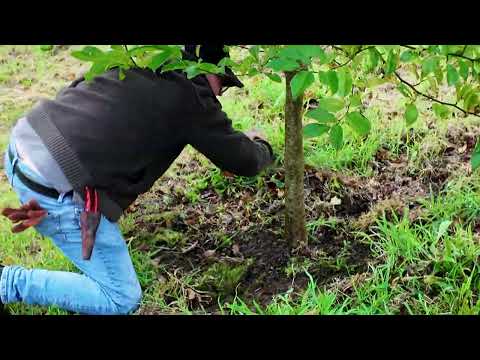 Why clear the around the base of plants