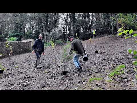 Early autumn planting