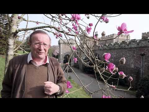 Magnolia &#039;Lanarth&#039; - Caerhays Estate