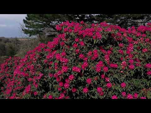 Aerial flyover of Rhododendrons at Caerhays.